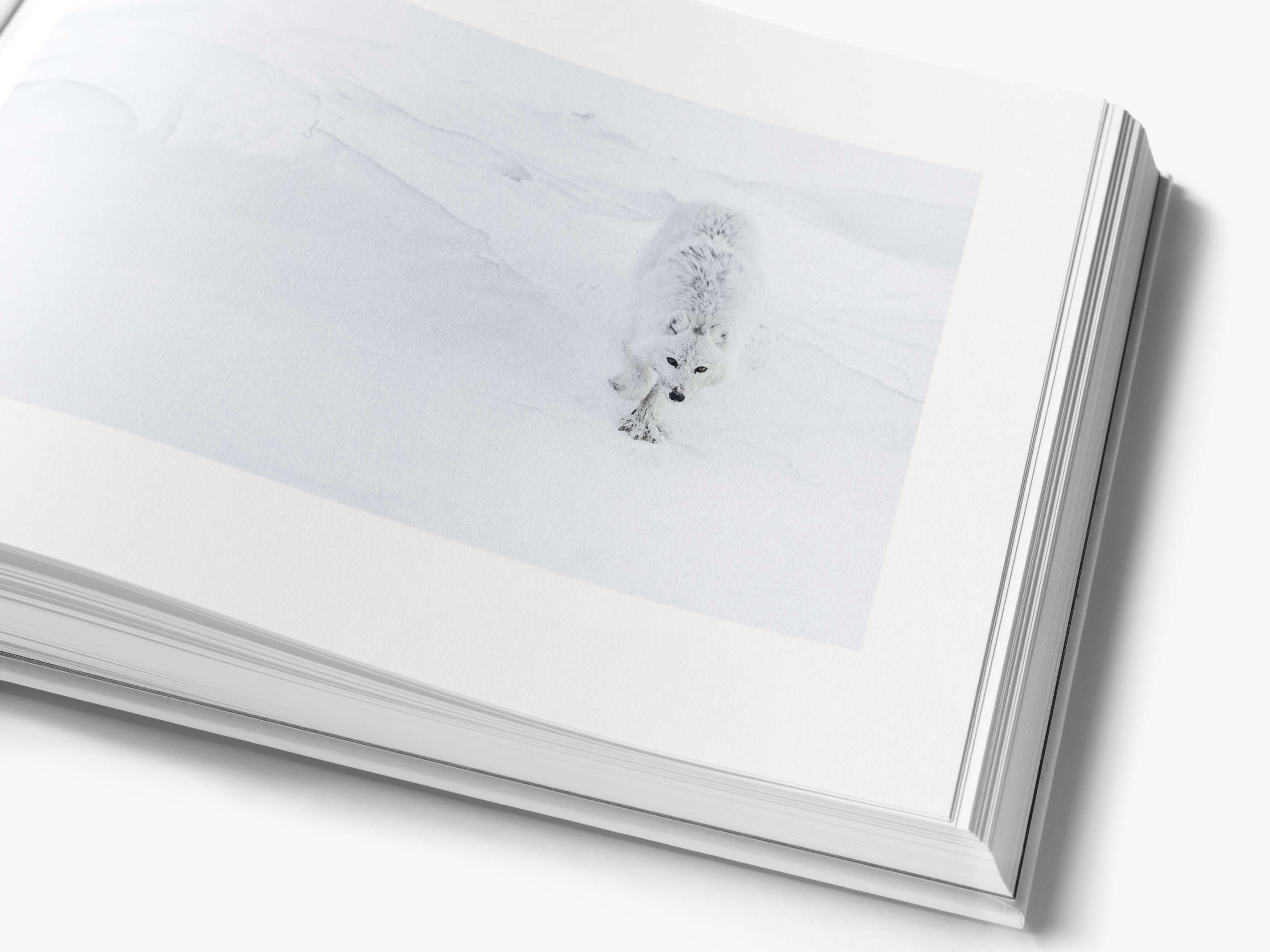 Arctic Book – Vincent Munier - Hemeria