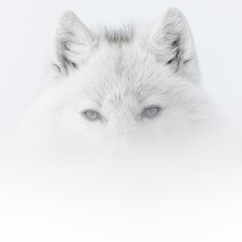 Arctic Book – Vincent Munier - Hemeria