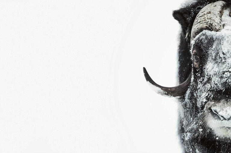 Arctic Book – Vincent Munier - Hemeria
