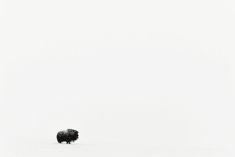 Arctic Book – Vincent Munier - Hemeria